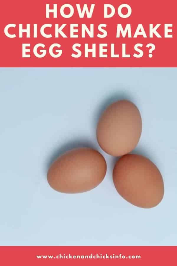 How Do Chickens Make Egg Shells