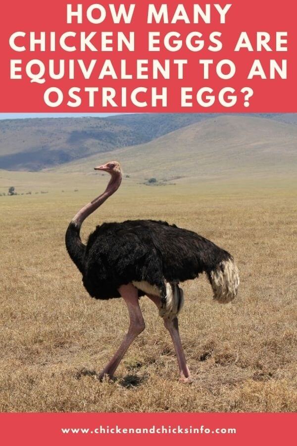 How Many Chicken Eggs in an Ostrich Egg
