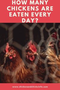 How Many Chickens Are Eaten a Day