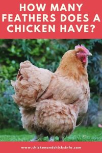 How Many Feathers Does a Chicken Have