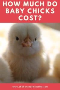 How Much Do Baby Chicks Cost