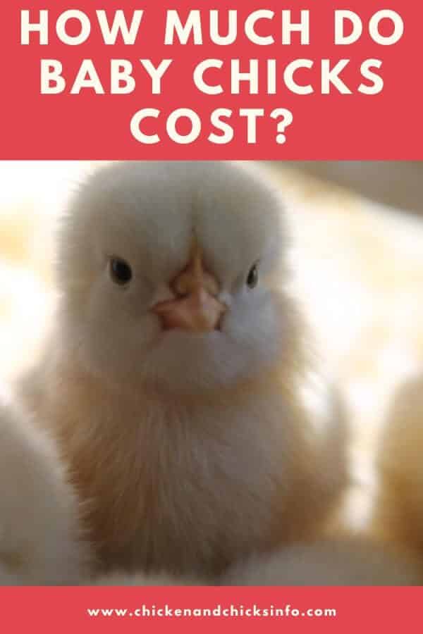 how-much-do-baby-chicks-cost-average-cost-examples-chicken