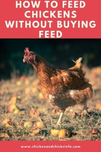 How to Feed Chickens Without Buying Feed