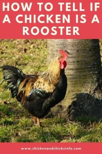How to Tell if a Chicken Is a Rooster