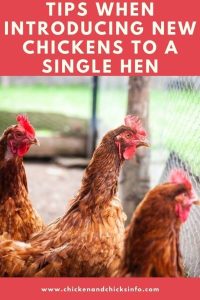 Introducing New Chickens to a Single Hen