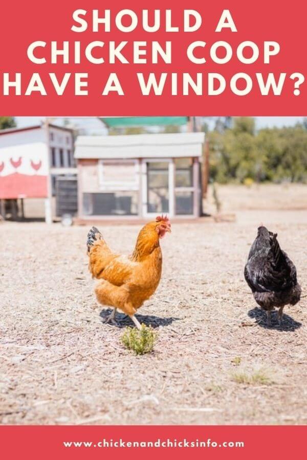 Should a Chicken Coop Have a Window