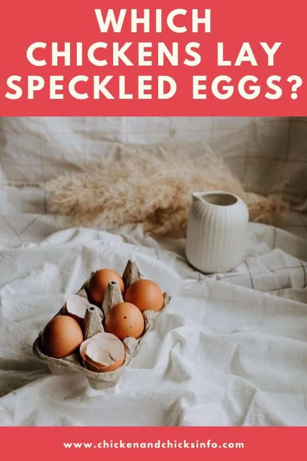 What Chickens Lay Speckled Eggs