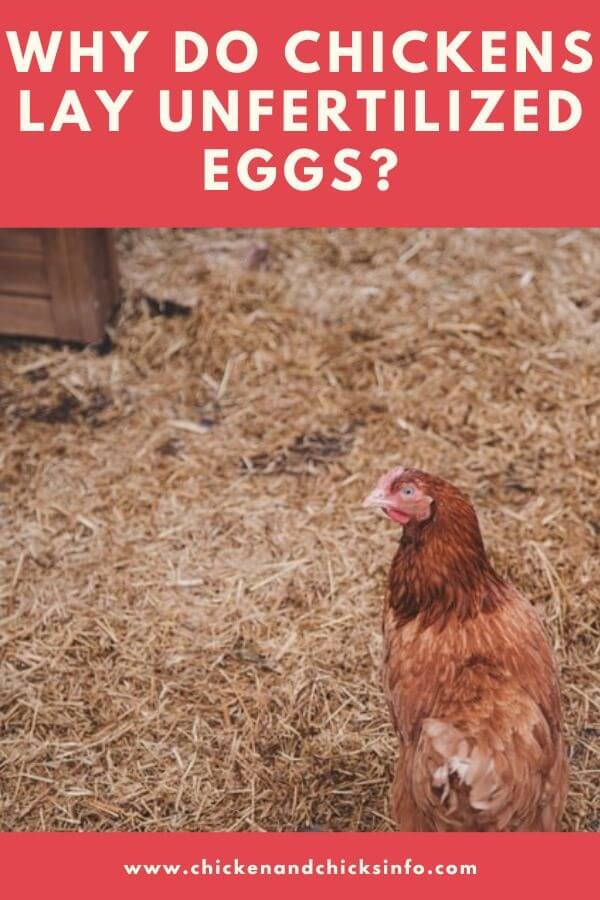 Why Do Chickens Lay Unfertilized Eggs