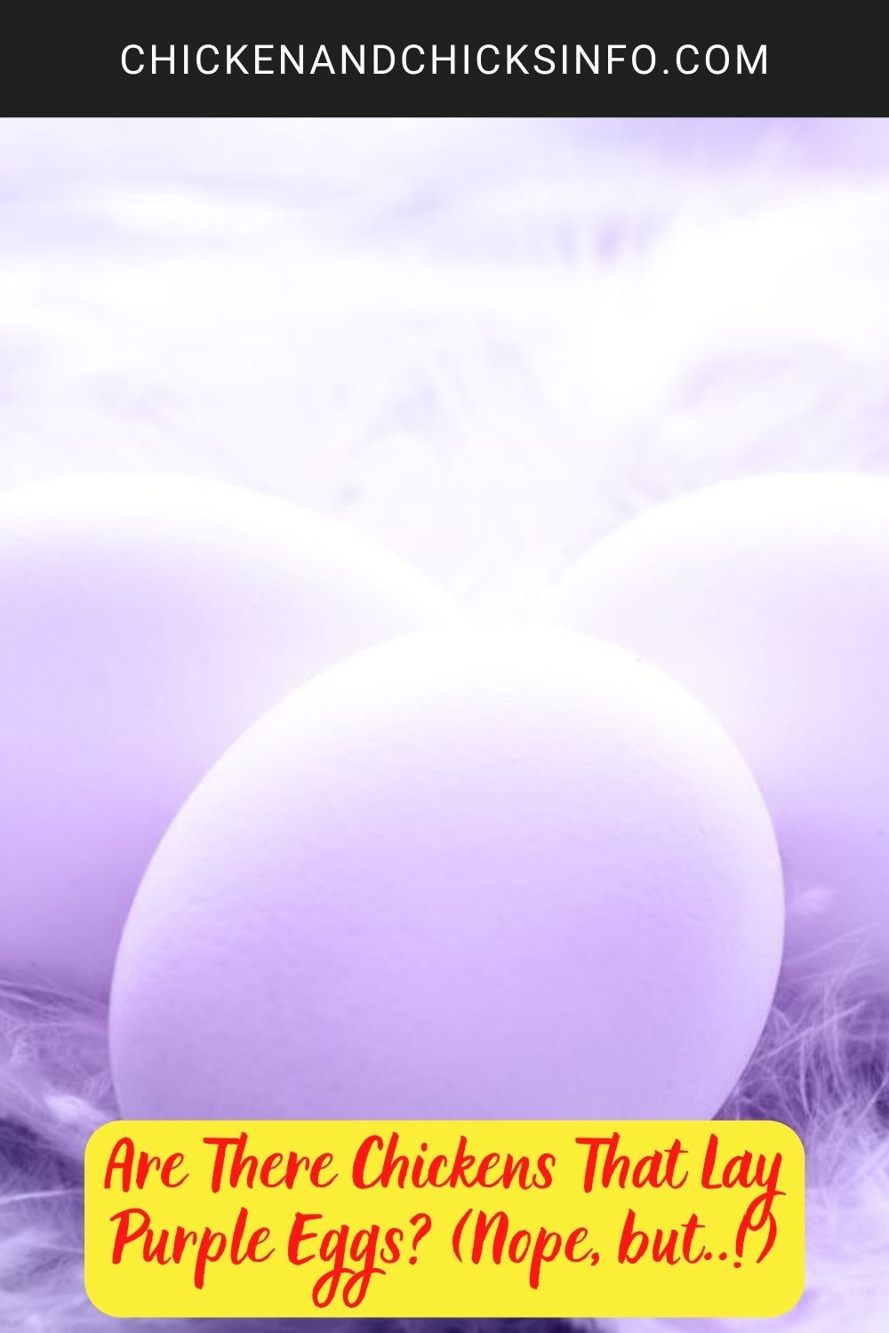 Are There Chickens That Lay Purple Eggs? (Nope, but..!) poster.
