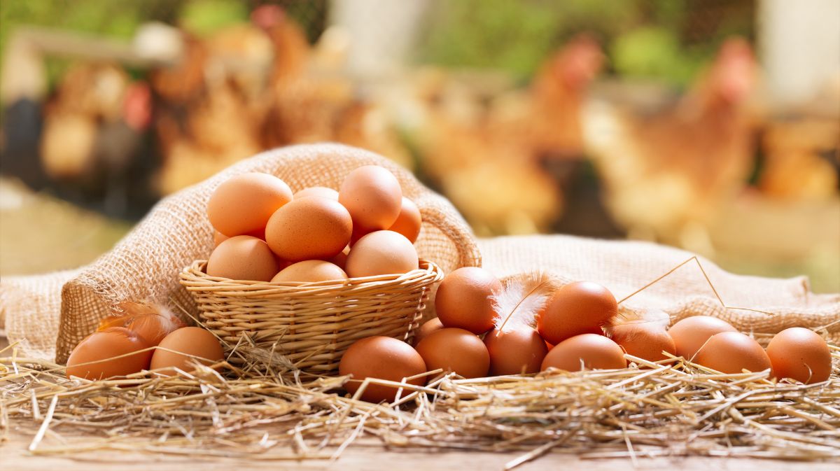 Basket of organic eggs.