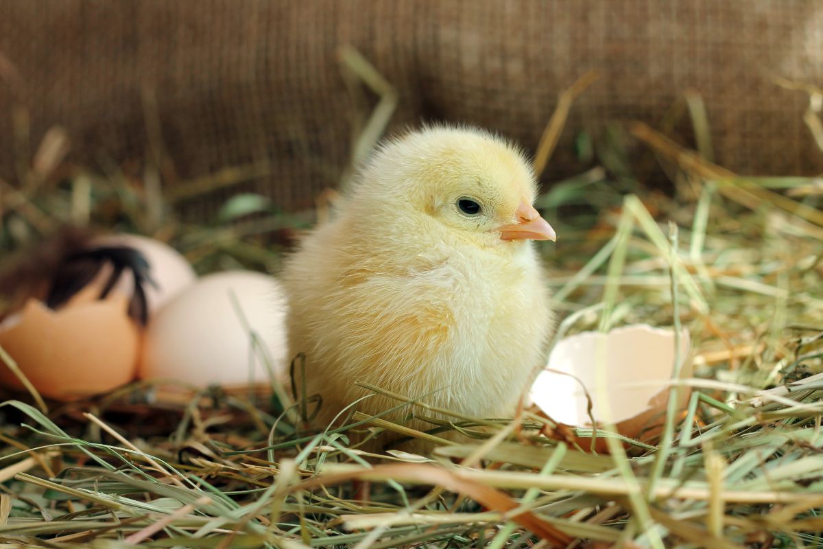 Cute yellow chick sitting in a nest next to egg shells.