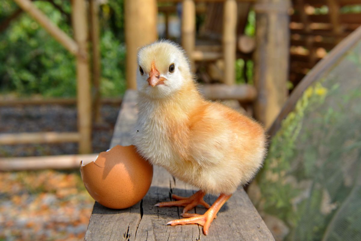 Cute yellow chick standing on a wooden board next to an egg shell.