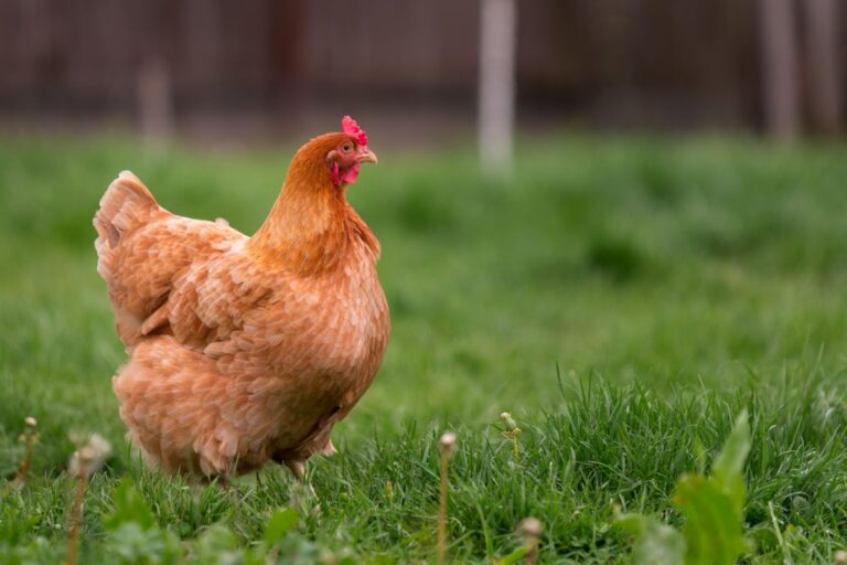 How Many Feathers Does a Chicken Have? (I Counted, Kind Of) - Chicken ...