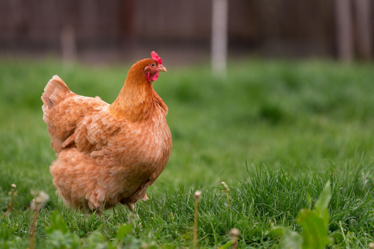 Brown chicken standing on green grass.