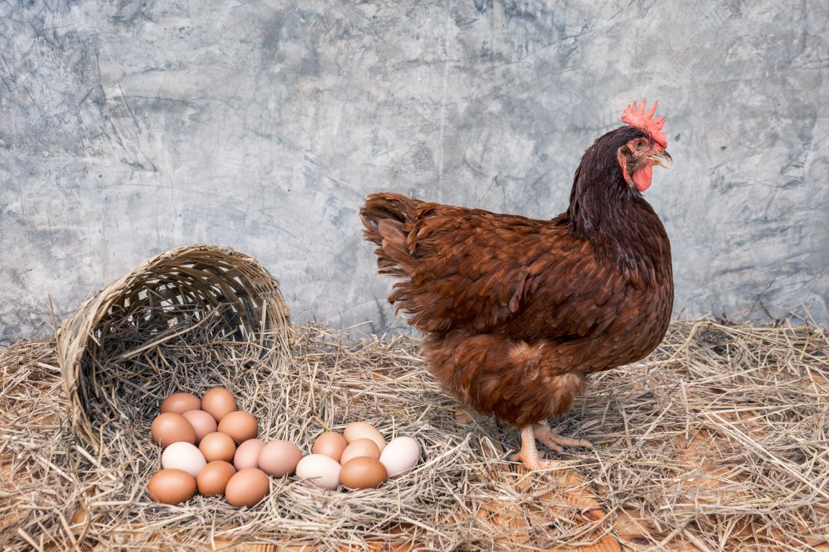 Chicken standing in a coop next to a basket with spilled eggs.