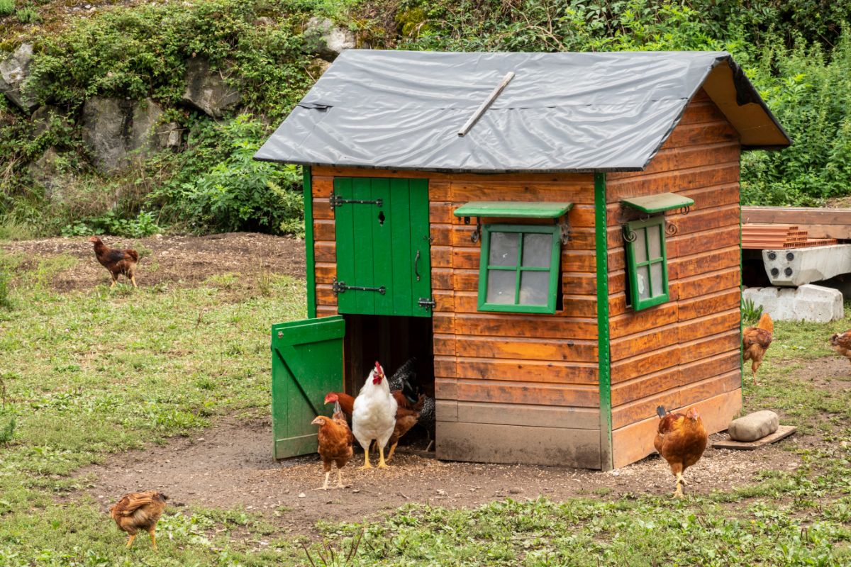 Cool looking wooden chicken coop with chickens in the backyard.