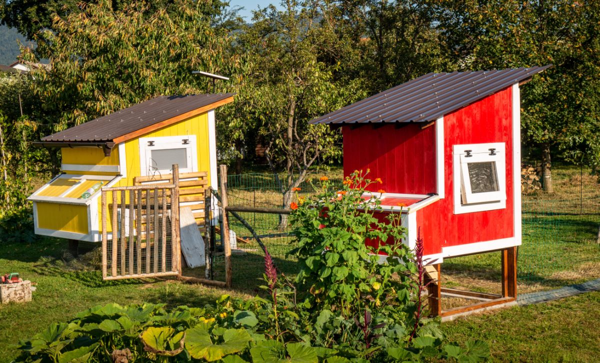 Two colorful chicken coops with windows in the backyard.