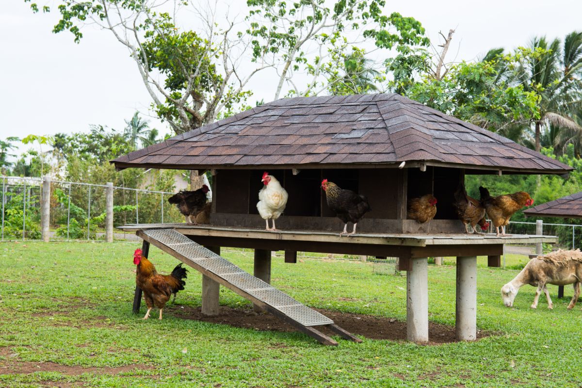 Chicken coop with a bunch of chickens and sheep in the backyard.