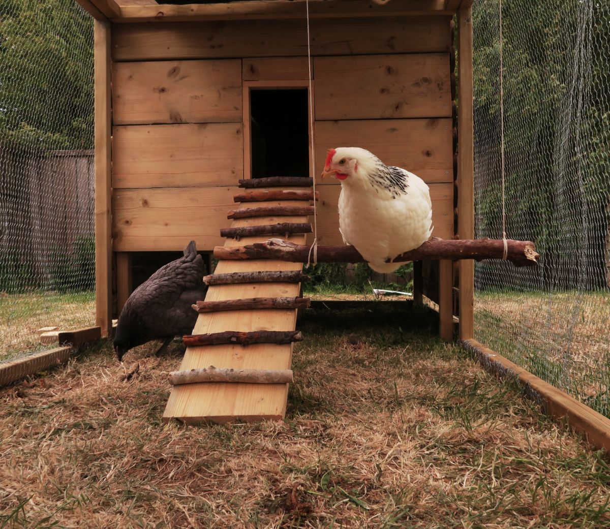 White chicken on a swing in front of a chicken coop.