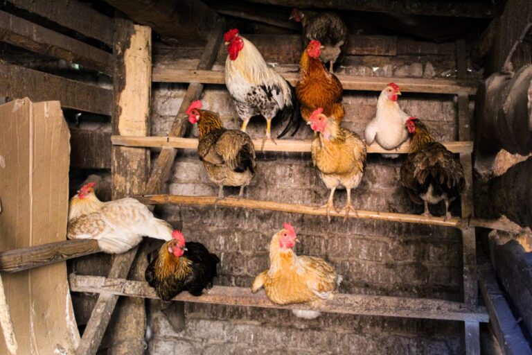 Do Chickens Need Light at Night? (Explained) Chicken & Chicks Info