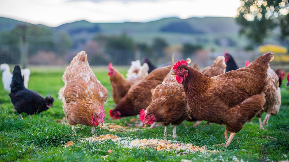 Bunch of chickens eating in a backyard.