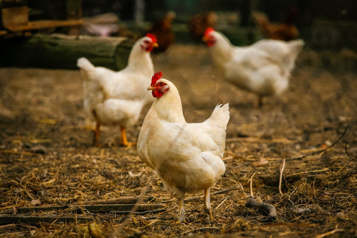 Three white chickens on a farm.