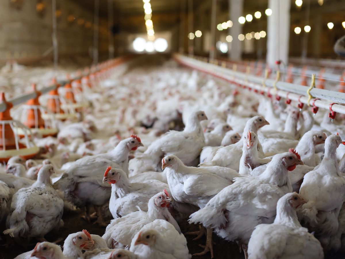 Bunch of white chickens on a chicken farm.