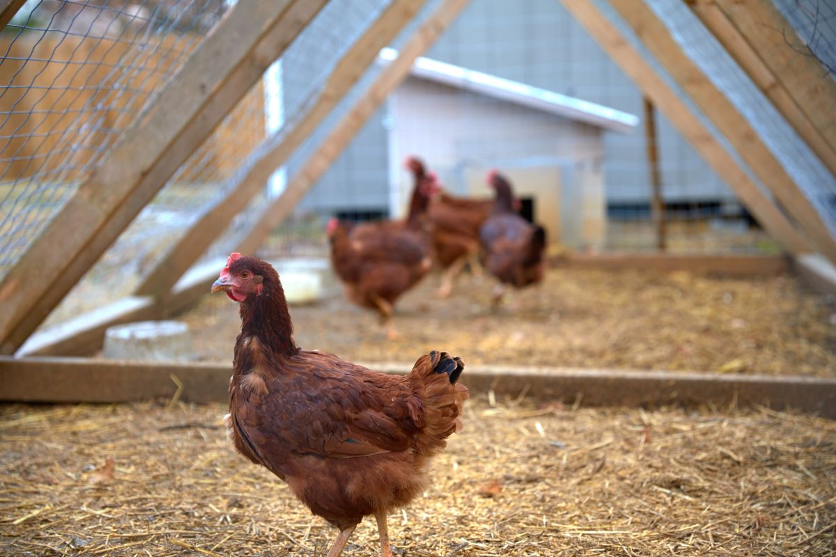 Bunch  of brown chicken in a coop.