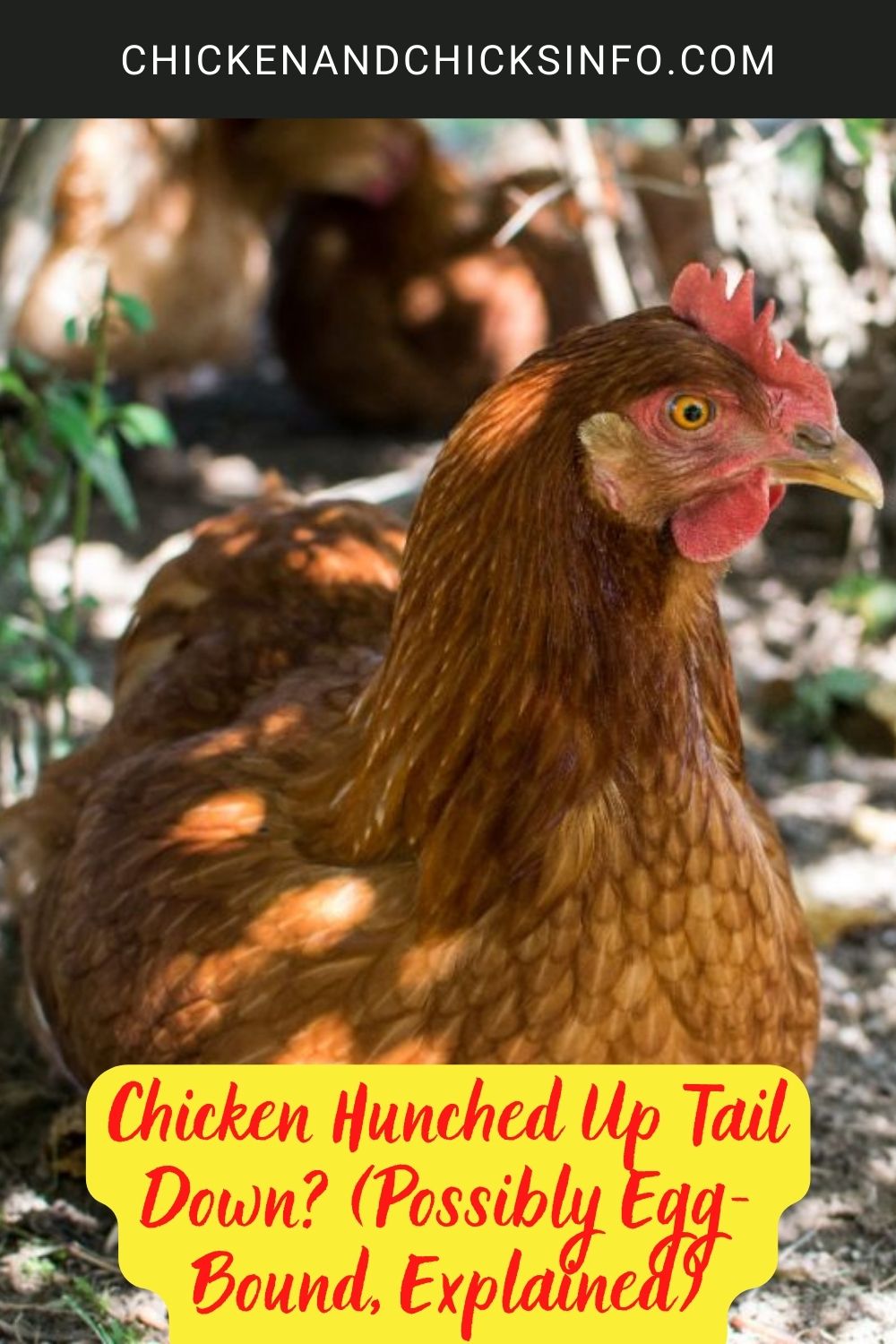 Chicken Hunched Up Tail Down poster.