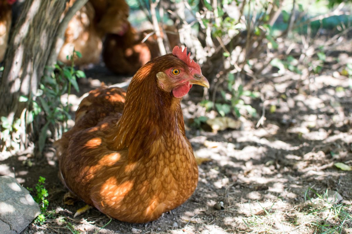 Chicken lay an egg in a backyard.