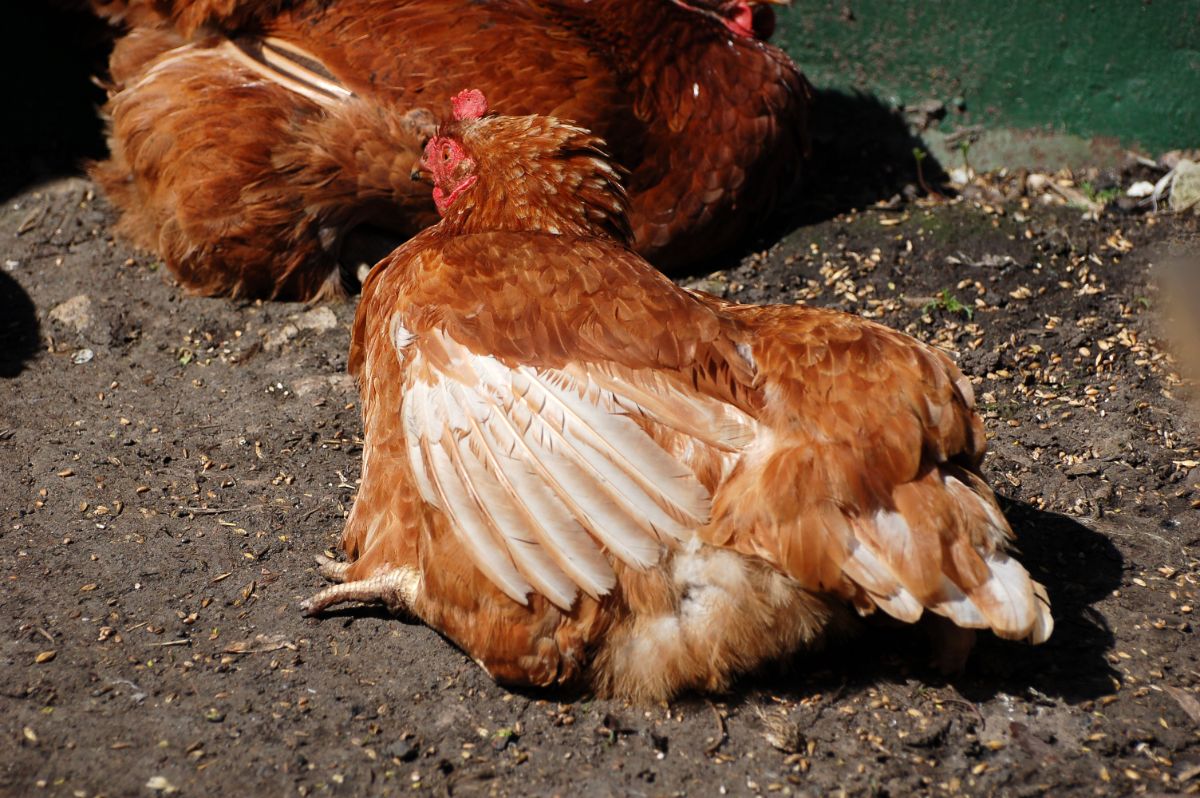 Chicken lay an egg in the backyard.