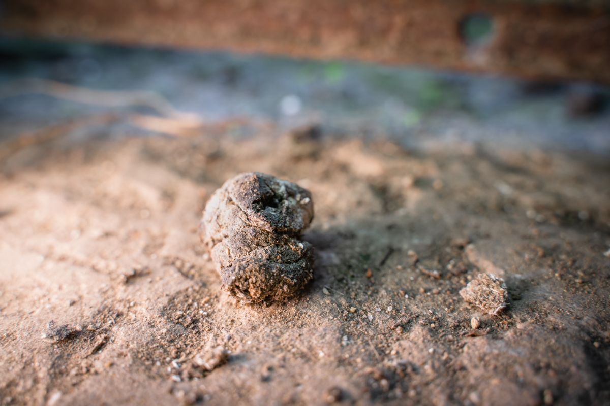 Chicken poop close-up.