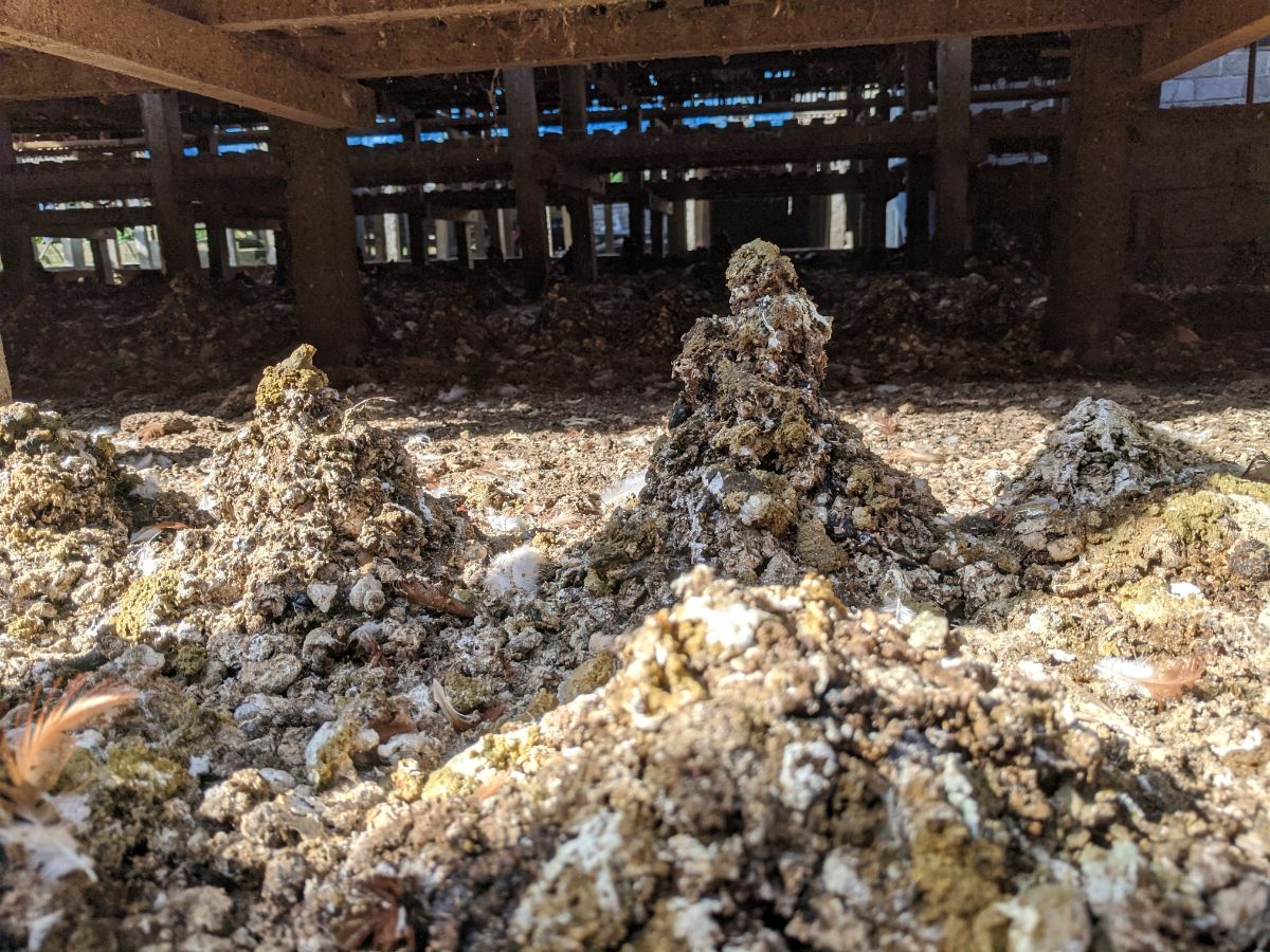 Piles of chicken poop under a coop.