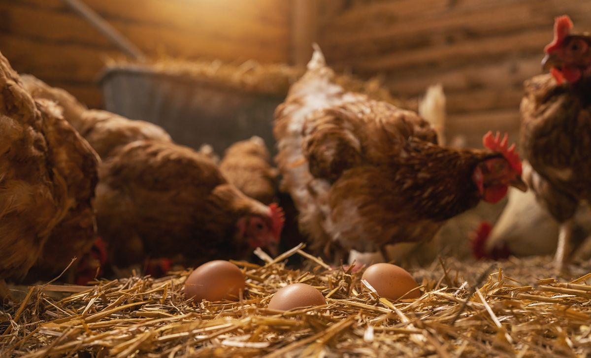 Bunch of chickens in a coop with eggs on the floor.