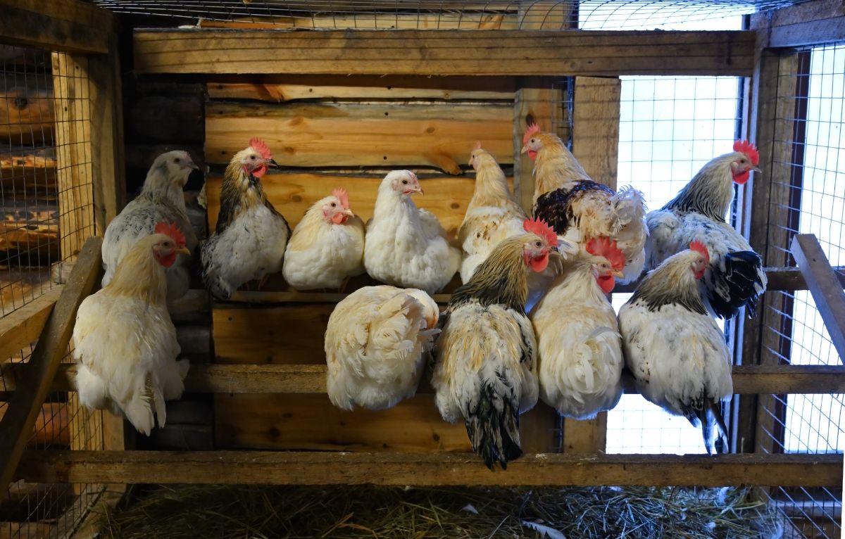 Bunch of chickens sitting on a wooden roost in a coop.
