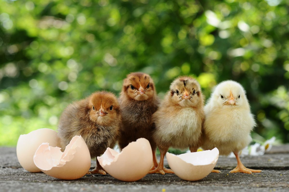 Bunch of cute chick standing on a wooden board next to egg shells.
