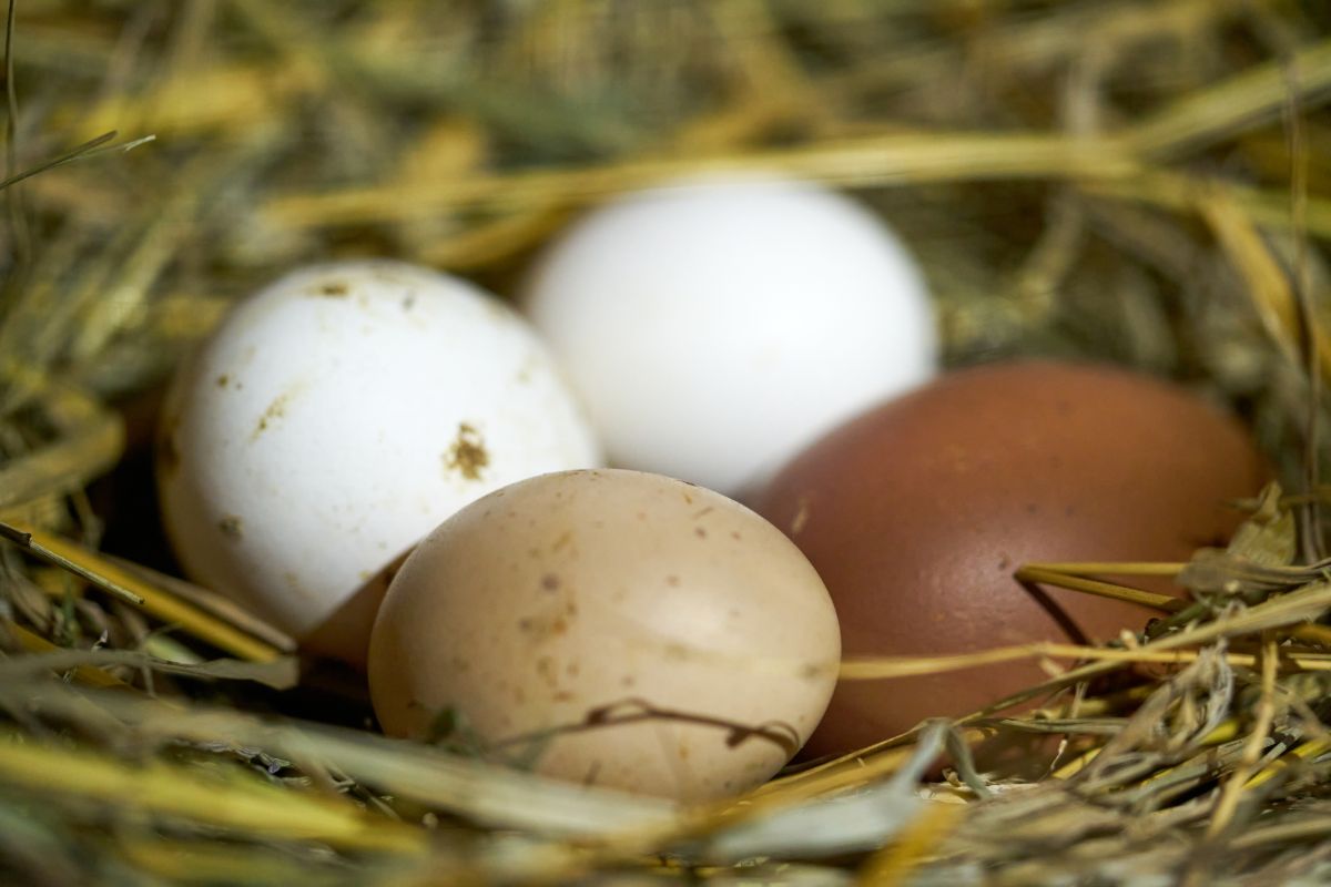 4 eggs in a next with different color of the shell.