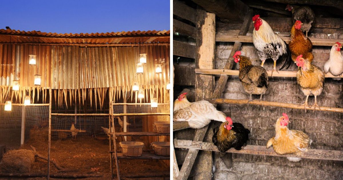 night light for chickens