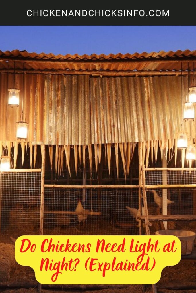 Do Chickens Need Light at Night? (Explained) Chicken & Chicks Info