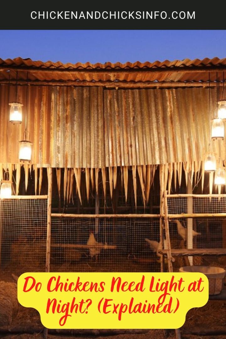 Do Chickens Need Light at Night? (Explained) Chicken & Chicks Info