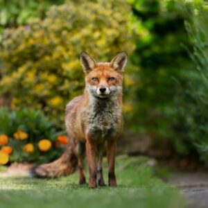 Young fox standing in a backyard.