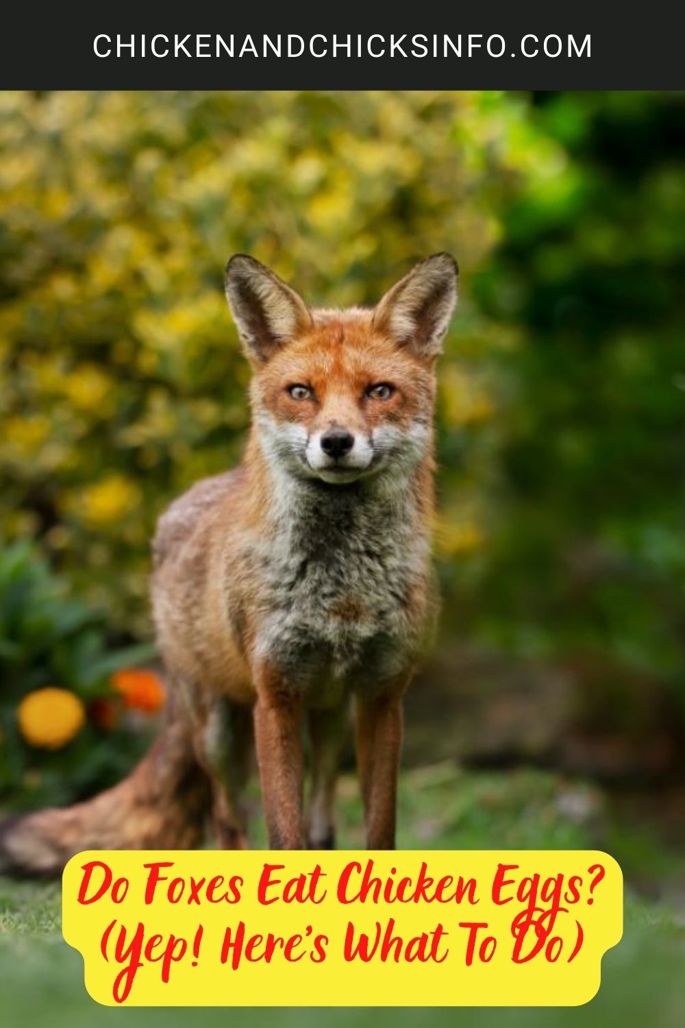 Do Foxes Eat Chicken Eggs? (Yep! Here's What To Do) poster.
