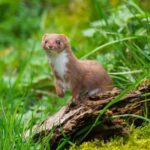 Brown-white weasel standing on an old tree trunk.