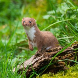 Brown-white weasel standing on an old tree trunk.