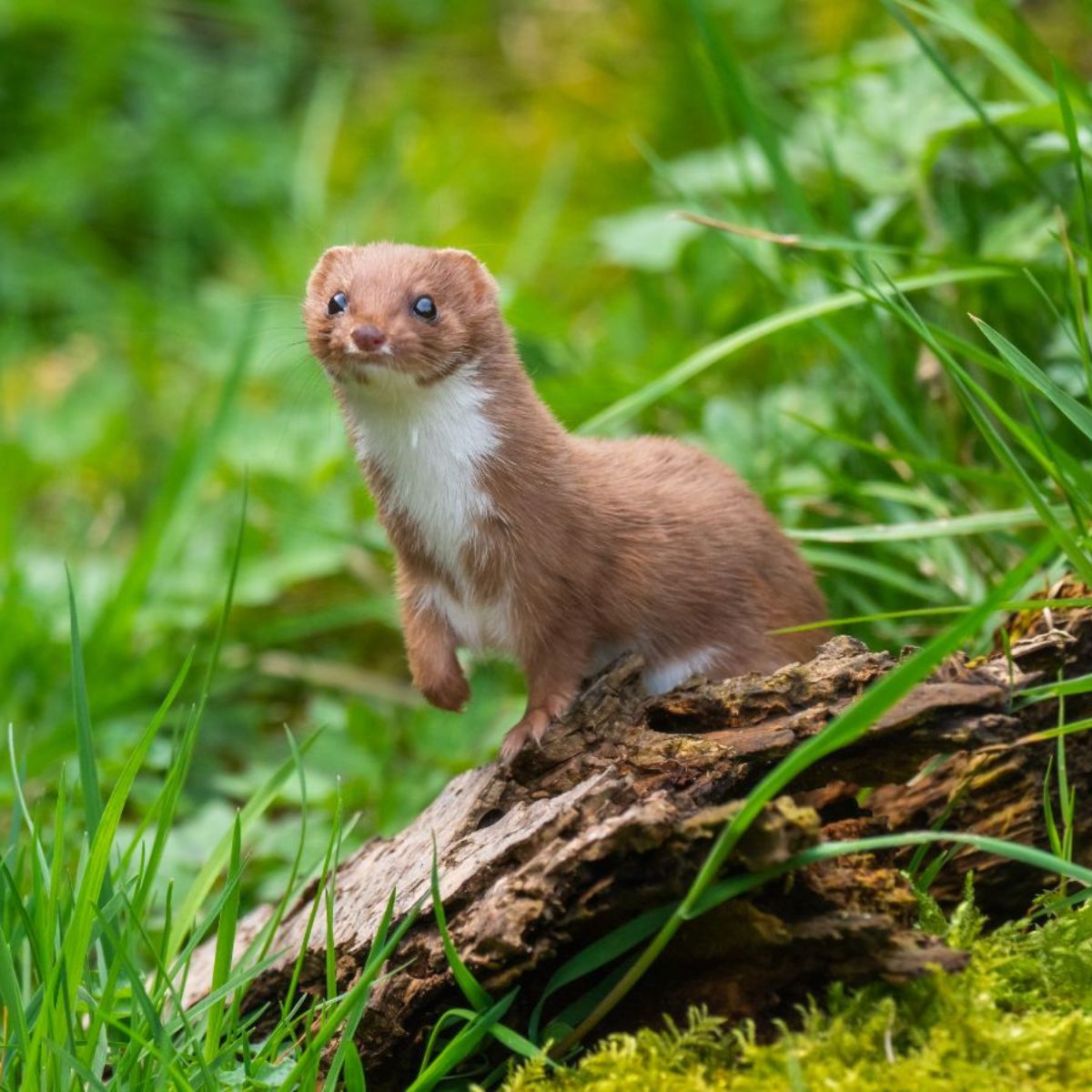 Neighbor’s Chickens Attracting Rats to Your Yard? (Solutions) - Chicken ...