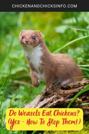 Do Weasels Eat Chickens? (Yes - How To Stop Them!) - Chicken & Chicks Info