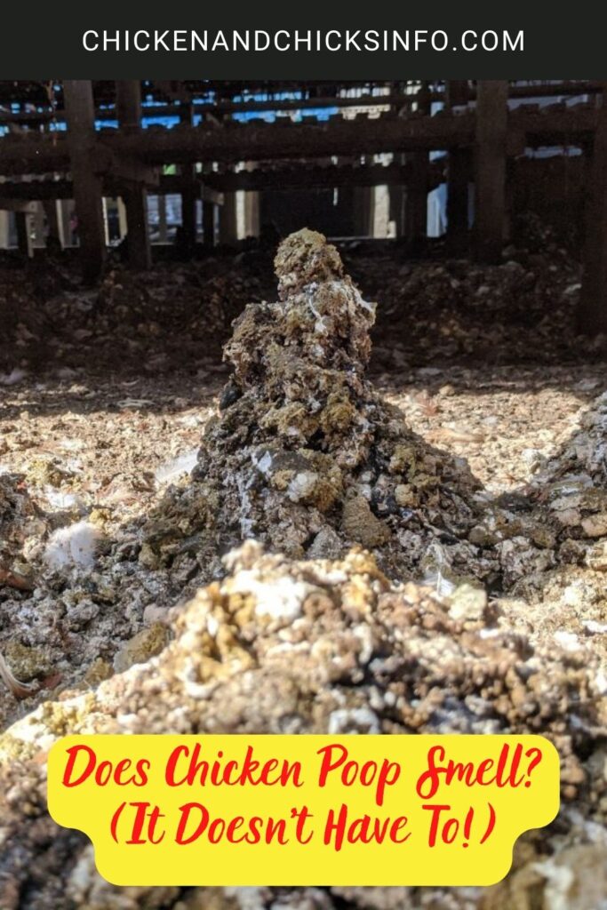 Does Chicken Poop Smell? (It Doesn’t Have To!) Chicken & Chicks Info