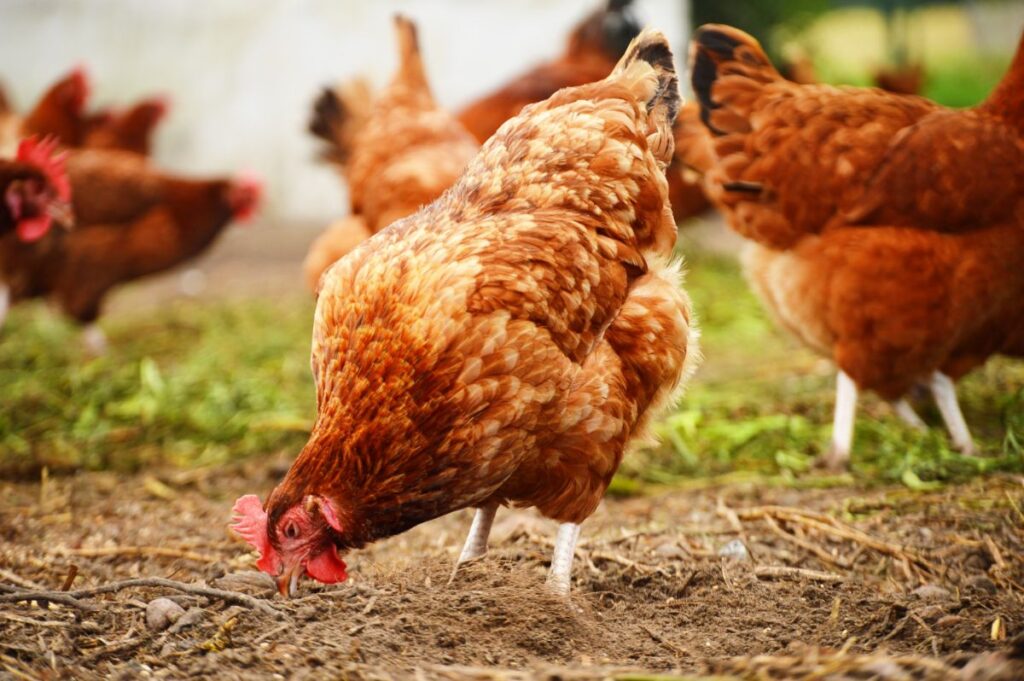 Tips When Introducing New Chickens to a Single Hen! Chicken & Chicks Info