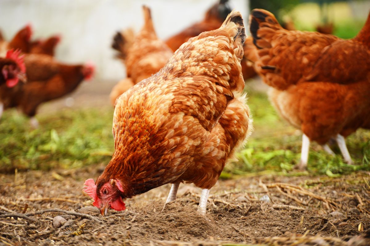 Bunch of chickens eating in a backyard.