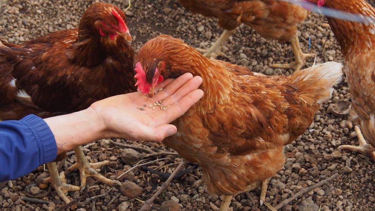 Farmer feeding a chicken with a grain.